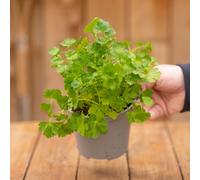 Gardeners Dream Flat Leaf Parsley Herb Plant - Compact Growth, Versatile Herb, Easy To Grow (20-30Cm Height Including Pot)