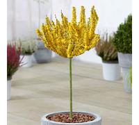 Gardeners Dream Forsythia Nimbus Patio Tree - Stunning Variety, Ideal For Uk Gardens, Compact Size (2-3Ft)