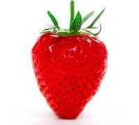 Gardeners Dream Fragaria Hapil Strawberry Plant - Sweet Berries, Compact Growth (15-30Cm Height Incl Pot)