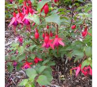 Gardeners Dream Fuchsia Mrs Popple Garden Plant - Eye-Catching Red And Purple Blooms, Compact Size, Hardy (15-30Cm Height Including Pot)