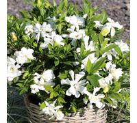 Gardeners Dream Gardenia Celestial Star Garden Plant - Fragrant White Flowers, Compact Size (15-25Cm Height Including Pot)