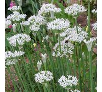 Gardeners Dream Garlic Chives (10-20Cm Height Including Pot) Garden Plant - Edible Perennial Herb, Compact Size