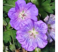 Gardeners Dream Geranium Azure Rush - Purple Flowers, Perennial Plant, Hardy, Compact Size (20-30Cm Height Including Pot)
