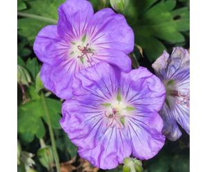 Gardeners Dream Geranium Azure Rush - Purple Flowers, Perennial Plant, Hardy, Compact Size (20-30Cm Height Including Pot)