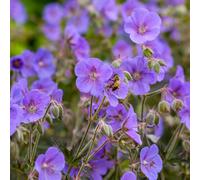 Gardeners Dream Geranium Boom Chocolatta - Purple Flowers, Deep Coloured Foliage, Compact Size (20-30Cm Height Including Pot)
