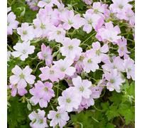 Gardeners Dream Geranium Dreamland - Pale Pink Flowers, Perennial Plant, Moderate Height (30-40Cm Height Including Pot)