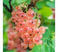 Gardeners Dream Gloire De Sablon Pinkcurrant Translucent Pink Currants Sweet Garden Plant In Pot - 3 Litre Pot (30-50Cm)