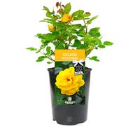 Gardeners Dream Golden Wedding 50Th Anniversary Yellow Rose - Outdoor Plant, Ideal For Gardens, Compact Size