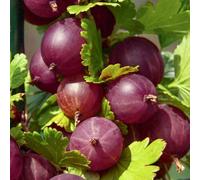 Gardeners Dream Gooseberry Ribes Captivator (9Cm)