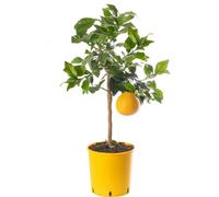 Gardeners Dream Grapefruit Tree - Outdoor Fruit Tree, Grow Your Own Tasty Fruits, Ideal Size For Uk Gardens In 20Cm Pot (2-3Ft)