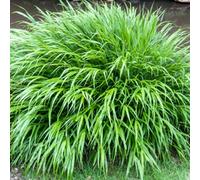Gardeners Dream Hakonechloa Macra - Japanese Forest Grass, Deciduous Shrub (15-30Cm Height Including Pot)