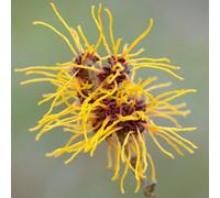 Gardeners Dream Hamamelis Westerstede, Witch Hazel Plant For Uk Gardens (15-25Cm Height Including Pot)