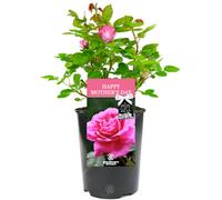 Gardeners Dream Happy Mother's Day Pink Rose - Outdoor Plant, Ideal For Gardens, Compact Size
