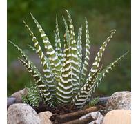 Gardeners Dream Haworthia Big Band - Indoor Succulent In 11Cm Pot, Houseplant For Small Spaces (15-25Cm Height Including Pot)