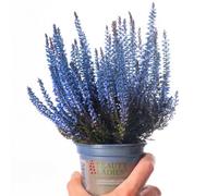 Gardeners Dream Heather Painted Dark Blue - Dark Blue Colour, Spray Painted Evergreen Shrub, Low Maintenance (10-20Cm Height Including Pot)