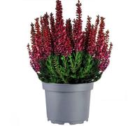 Gardeners Dream Heather Painted Red - Red Colour, Spray Painted Evergreen Shrub, Low Maintenance (10-20Cm Height Including Pot)