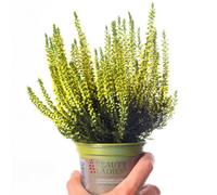 Gardeners Dream Heather Painted Yellow - Yellow Colour, Spray Painted Evergreen Shrub, Low Maintenance (10-20Cm Height Including Pot)