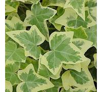 Gardeners Dream Hedera Gold-Edged - Trailing Ivy Plant, Ideal For Uk Gardens, Climbing Garden Plants (5 Plants, 10-15Cm Height Including Pot)