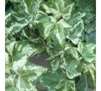 Gardeners Dream Hedera Helix Marbled White - Trailing Ivy Plant, Ideal For Uk Gardens, Climbing Garden Plants (10-15Cm Height Including Pot)