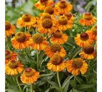Gardeners Dream Helenium Short & Sassy - Orange Flowers, Perennial Plant, Dark Green Foliage, Compact Size (15-30Cm Height Including Pot)