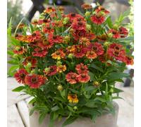 Gardeners Dream Helenium Strawberry Sundae - Orange-Red Flowers, Perennial Plant, Moderate Height (30-40Cm Height Including Pot)