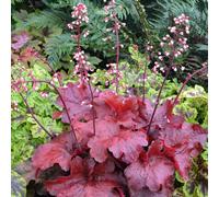 Gardeners Dream Heuchera Fire Chief Garden Plant - Rich Red Foliage, Moderate Height (30-40Cm Height Including Pot)