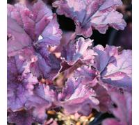 Gardeners Dream Heuchera Forever Purple Garden Plant - Deep Purple Foliage, Compact Size (20-30Cm Height Including Pot)