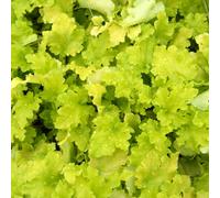 Gardeners Dream Heuchera Lime Marmalade Garden Plant - Bright Lime Green Foliage, Compact Size (20-30Cm Height Including Pot)
