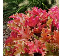Gardeners Dream Heuchera Marmalade Garden Plant - Warm Red-Orange Foliage, Compact Size (20-30Cm Height Including Pot)