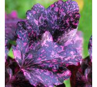Gardeners Dream Heuchera Midnight Rose Garden Plant - Unique Foliage, Compact Size (15-30Cm Height Including Pot)