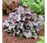 Gardeners Dream Heuchera Silver Scrolls - Unique Foliage, Year-Round Interest, Compact Size (20-30Cm Height Including Pot)