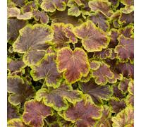 Gardeners Dream Heucherella Solar Eclipse - Dark Foliage With Bright Green Edges, Perennial Plant, Compact Size (15-30Cm Height Including Pot)