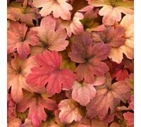 Gardeners Dream Heucherella Sweet Tea - Striking Foliage, Evergreen Perennial Plant (15-30Cm Height Including Pot)