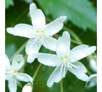 Gardeners Dream Hoheria Snow White Tree, Star-Shaped Flowers, Low Maintenance (5-6Ft)