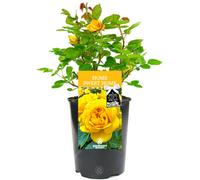 Gardeners Dream Home Sweet Home Yellow Rose - Outdoor Plant, Ideal For Gardens, Compact Size