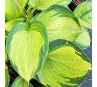 Gardeners Dream Hosta Great Expectations (10-20Cm Height Including Pot) Garden Plant - Compact Perennial, Variegated Foliage
