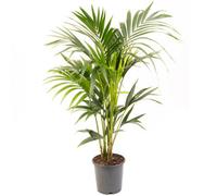Gardeners Dream Howea Forsteriana - Indoor House Plant For Home Office, Kitchen, Living Room - Potted Houseplant (120-140Cm Height Including Pot)