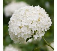 Gardeners Dream Hydrangea Annabelle Summer Flowering Deciduous Outdoor Garden Shrub Plant In Pot - 9Cm Pot (20-30Cm)