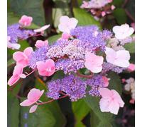 Gardeners Dream Hydrangea Aspera 'hot Chocolate' Deciduous Flowering Outdoor Garden Shrub - 9Cm Pot (20-30Cm)