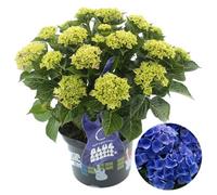 Gardeners Dream Hydrangea 'blue Boogiewoogie': Dynamic Blue Blooms, Garden Spectacle (50-70Cm, 5L Pot)