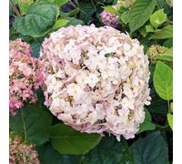 Gardeners Dream Hydrangea Candybelle Marshmallow - Flowering Plants Outdoor Garden Plant In Pot - 3 Litre Pot (30-50Cm)