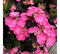Gardeners Dream Hydrangea Daredevil Pink Garden Plant - Vibrant Pink Blooms, Compact Size (15-30Cm Height Including Pot)
