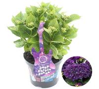 Gardeners Dream Hydrangea 'deep Purple Dance': Dramatic Deep Purple Blooms, Garden Spectacle (50-70Cm, 5L Pot)