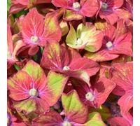 Gardeners Dream Hydrangea Glam Rock Garden Plant - Colorful Flowers, Compact Size, Hardy (25-35Cm Height Including Pot)