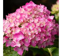Gardeners Dream Hydrangea King George Garden Plant - Stunning Mophead Blooms, Compact Size (10-30Cm Height Including Pot)