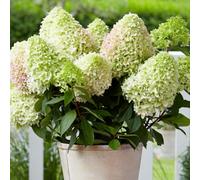 Gardeners Dream Hydrangea Little Fresco Garden Shrub - Delicate Blooms (15-30Cm Height Including Pot)