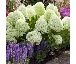 Gardeners Dream Hydrangea Little Spooky Garden Shrub - Elegant White Blooms (15-30Cm Height Including Pot)