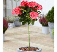 Gardeners Dream Hydrangea Macrophylla Red Patio Tree - Stunning Variety, Ideal For Uk Gardens, Compact Size (2-3Ft)