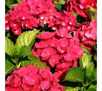 Gardeners Dream Hydrangea Macrophylla Teller Red Garden Plant - Red Mophead Flowers, Compact Size, Hardy (15-30Cm Height Including Pot)