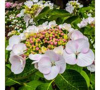 Gardeners Dream Hydrangea Macrophylla Teller White Garden Plant - White Mophead Flowers, Compact Size, Hardy (15-30Cm Height Including Pot)